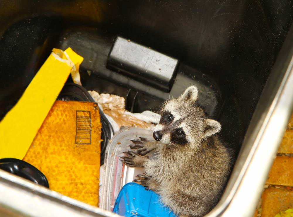 raccoon in a trash can